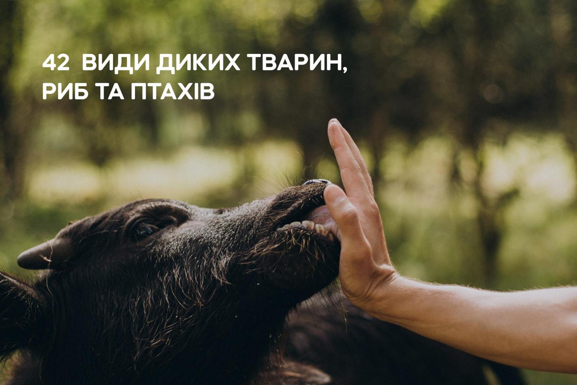 Dereville Sokolovka Екстер'єр фото