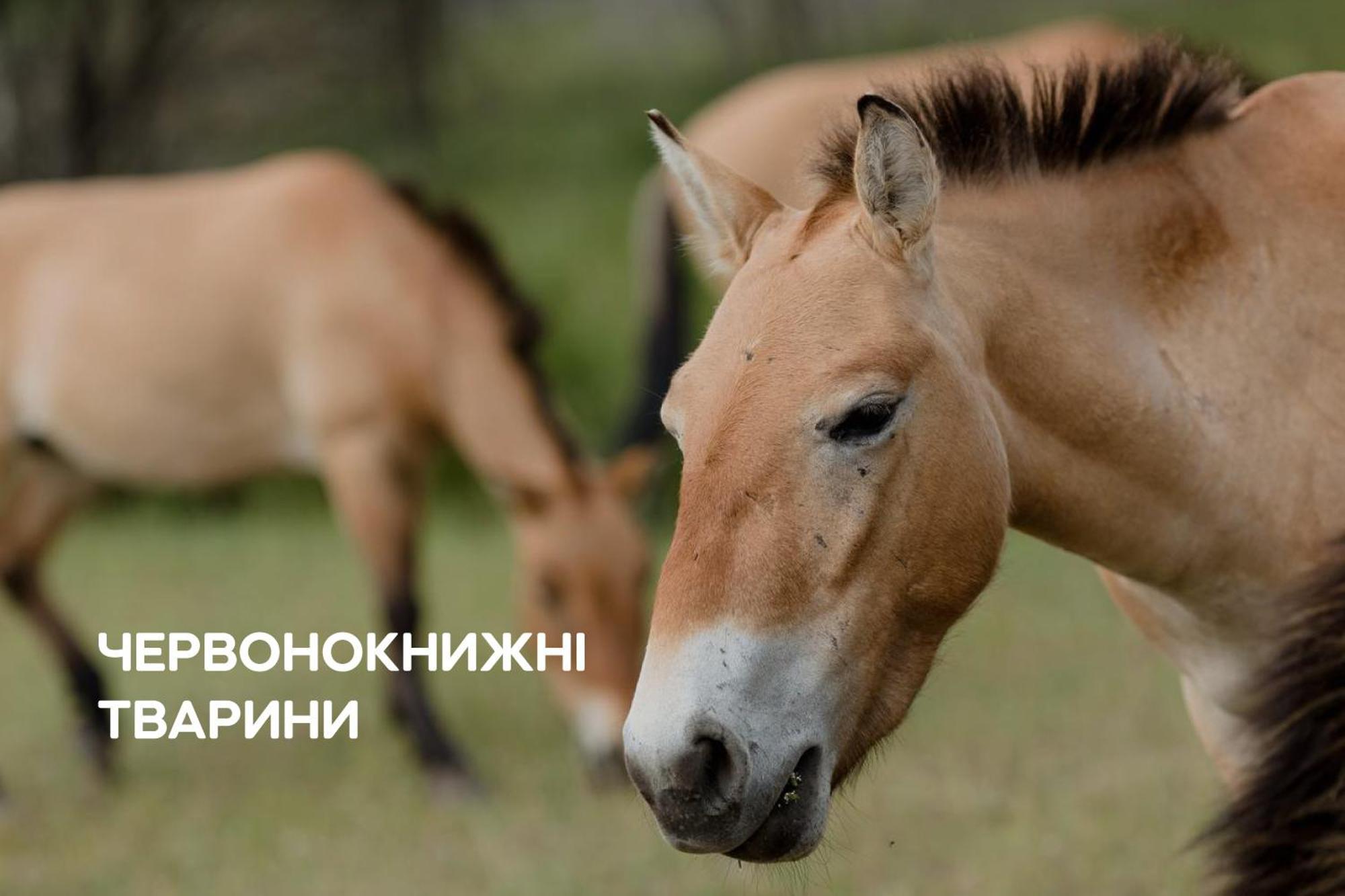 Dereville Sokolovka Екстер'єр фото